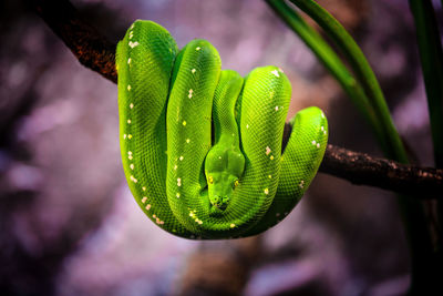 Close-up of green lizard on branch