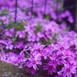 Close-up of pink flowers