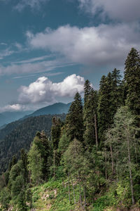 Panoramic view of trees and mountains against sky