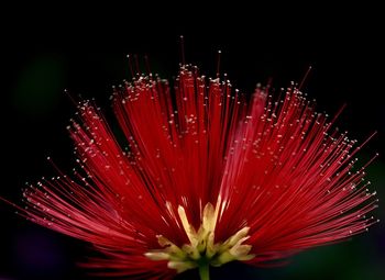 Close-up of red flower against black background