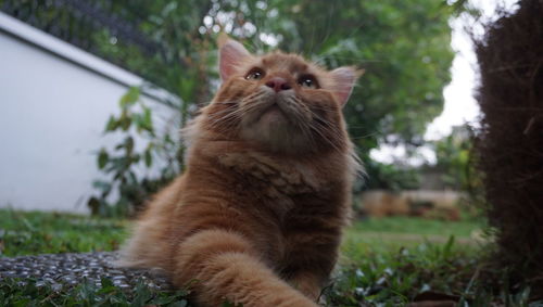 Cat sitting in a field