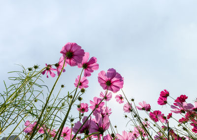 Beautiful pink cosmos with sun light on white sky background, flower background concept