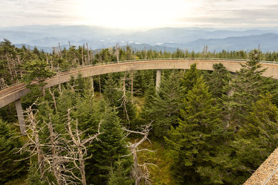 A view of clingmans dome in nc. pine trees surround the the dome. the sun sets behind the mountains.