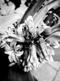 Close-up of flower plant