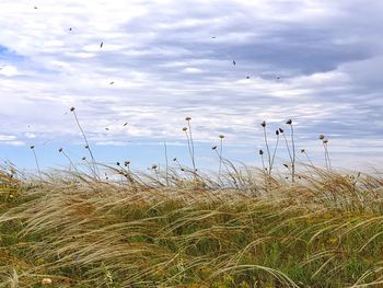 Plants growing on land against sky