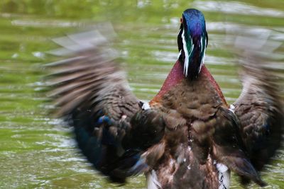Close-up of ducks swimming in lake