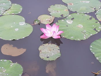 Lotus water lily in lake