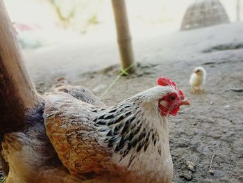 Close-up of rooster on farm