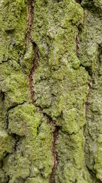 Close-up of moss growing on tree trunk