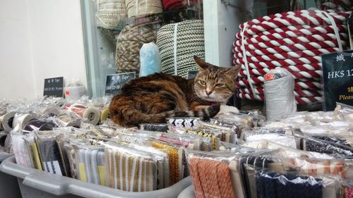 Cat lying on laces at market stall