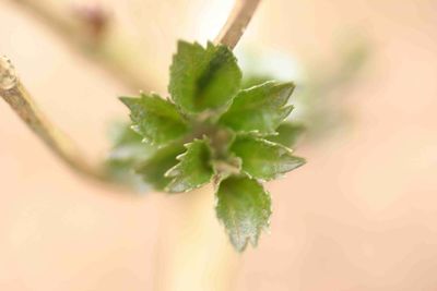 Close-up of succulent plant growing outdoors