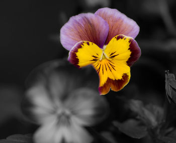 Close-up of yellow flower blooming outdoors