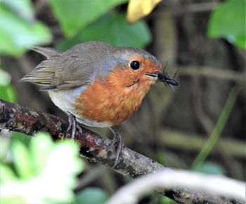 Close-up of bird perching on branch