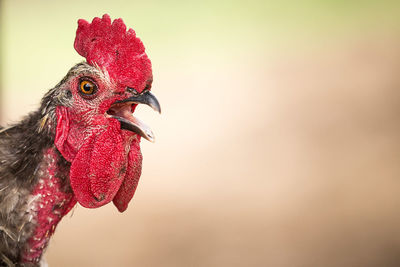 Close-up of cock