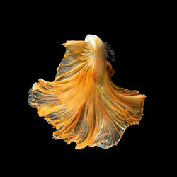 Close-up of jellyfish against black background