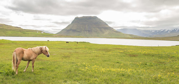 Horse standing in a field