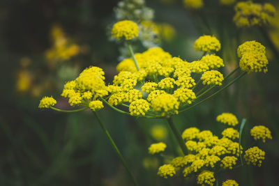 Close-up of yellow flowering plant on field