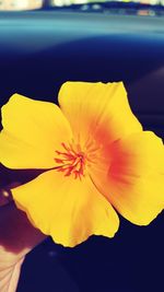 Extreme close up of yellow flower