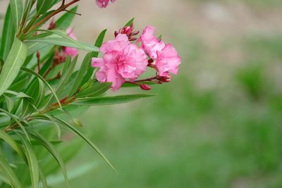 Close-up of pink flowering plant