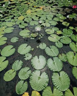 High angle view of leaves floating on water