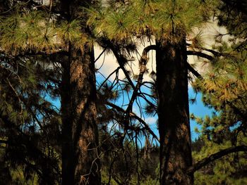 Low angle view of trees in forest against sky