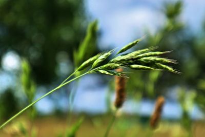 Close-up of crop growing on field