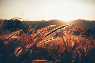 Lightig twilight in grassland.