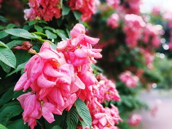 Close-up of pink flowers blooming outdoors