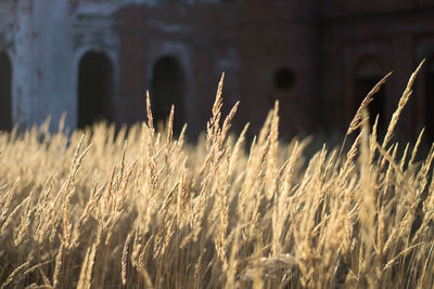 Close-up of grass on field