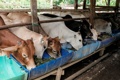 High angle view of cow in shed