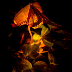 Close-up of leaves over black background