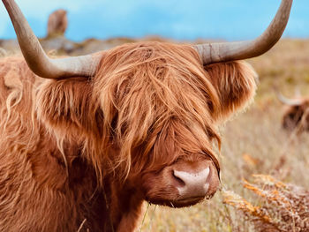 Highland cow