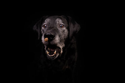 Portrait of black dog