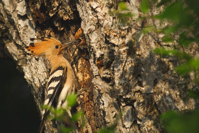 Close-up of bird perching on tree