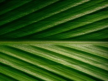 Full frame shot of palm tree leaves