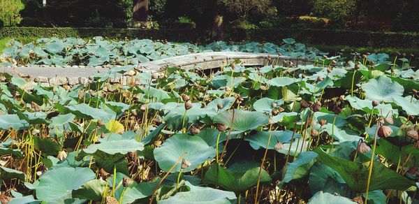 Scenic view of lake