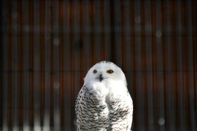 Close-up of owl in cage