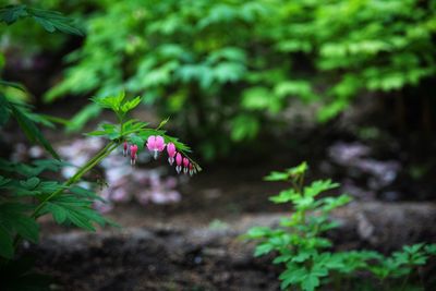 Low angle view of pink flowers blooming in forest