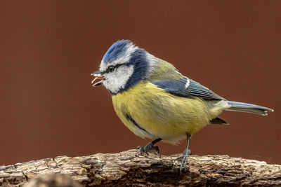 Close-up of bird perching on rock