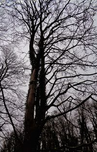 Low angle view of bare tree