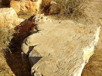 High angle view of lizard on rock