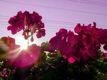 Close-up of pink flowers blooming in park