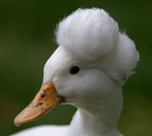 Close-up of a bird