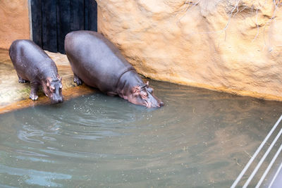 Hippopotamuses by pond