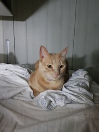 Portrait of cat lying on bed