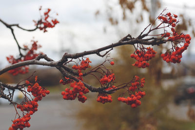 Close-up of red berries on tree