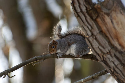 Close-up of squirrel on branch