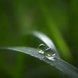 Close-up of raindrops on grass