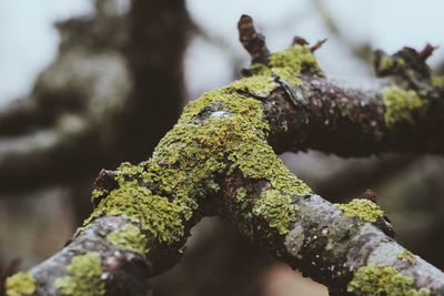 Close-up of moss on rock