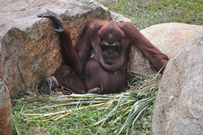 Close-up of monkey on grass